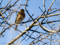 Pinzón vulgar - Fringilla coelebs - Pinsà