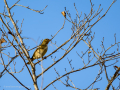 Pinzón vulgar - Fringilla coelebs - Pinsà