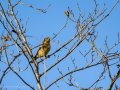 Pinzón vulgar - Fringilla coelebs - Pinsà