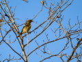 Pinzón vulgar - Fringilla coelebs - Pinsà