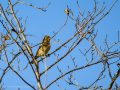 Pinzón vulgar - Fringilla coelebs - Pinsà