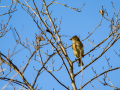 Pinzón vulgar - Fringilla coelebs - Pinsà