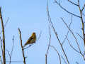 Pinzón vulgar - Fringilla coelebs - Pinsà