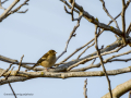 Pinzón vulgar - Fringilla coelebs - Pinsà