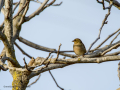 Pinzón vulgar - Fringilla coelebs - Pinsà
