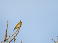 Pinzón vulgar - Fringilla coelebs - Pinsà