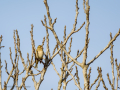 Pinzón vulgar - Fringilla coelebs - Pinsà