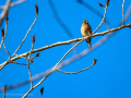 Pinzón vulgar - Fringilla coelebs - Pinsà