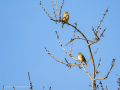 Pinzón vulgar - Fringilla coelebs - Pinsà