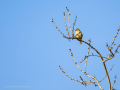 Pinzón vulgar - Fringilla coelebs - Pinsà