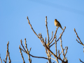 Pinzón vulgar - Fringilla coelebs - Pinsà