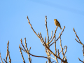 Pinzón vulgar - Fringilla coelebs - Pinsà