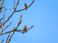 Pinzón vulgar - Fringilla coelebs - Pinsà