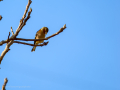 Pinzón vulgar - Fringilla coelebs - Pinsà