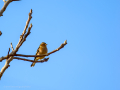 Pinzón vulgar - Fringilla coelebs - Pinsà