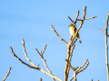 Pinzón vulgar - Fringilla coelebs - Pinsà
