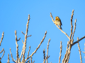 Pinzón vulgar - Fringilla coelebs - Pinsà