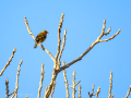 Pinzón vulgar - Fringilla coelebs - Pinsà