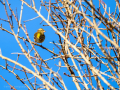 Pinzón vulgar - Fringilla coelebs - Pinsà