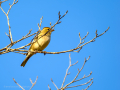 Pinzón vulgar - Fringilla coelebs - Pinsà