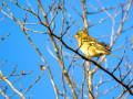 Pinzón vulgar - Fringilla coelebs - Pinsà