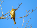 Pinzón vulgar - Fringilla coelebs - Pinsà