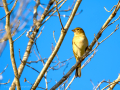 Pinzón vulgar - Fringilla coelebs - Pinsà