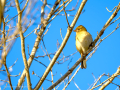 Pinzón vulgar - Fringilla coelebs - Pinsà
