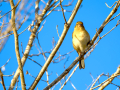 Pinzón vulgar - Fringilla coelebs - Pinsà