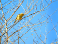 Pinzón vulgar - Fringilla coelebs - Pinsà