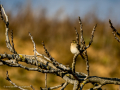 Pinzón vulgar - Fringilla coelebs - Pinsà