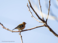 Pinzón vulgar - Fringilla coelebs - Pinsà