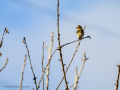 Pinzón vulgar - Fringilla coelebs - Pinsà