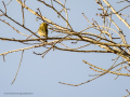 Pinzón vulgar - Fringilla coelebs - Pinsà