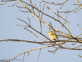 Pinzón vulgar - Fringilla coelebs - Pinsà