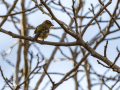 Pinzón vulgar - Fringilla coelebs - Pinsà