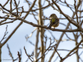 Pinzón vulgar - Fringilla coelebs - Pinsà