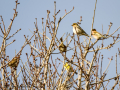 Pinzón vulgar - Fringilla coelebs - Pinsà