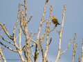 Pinzón vulgar - Fringilla coelebs - Pinsà