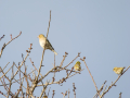 Pinzón vulgar - Fringilla coelebs - Pinsà