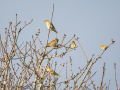 Pinzón vulgar - Fringilla coelebs - Pinsà