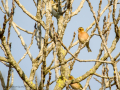 Pinzón vulgar - Fringilla coelebs - Pinsà