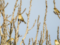 Pinzón vulgar - Fringilla coelebs - Pinsà