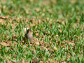 Pinzón vulgar - Fringilla coelebs - Pinsà