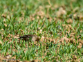 Pinzón vulgar - Fringilla coelebs - Pinsà