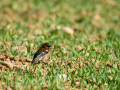 Pinzón vulgar - Fringilla coelebs - Pinsà