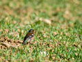 Pinzón vulgar - Fringilla coelebs - Pinsà