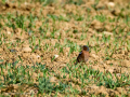 Pinzón vulgar - Fringilla coelebs - Pinsà