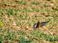 Pinzón vulgar - Fringilla coelebs - Pinsà