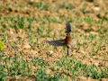 Pinzón vulgar - Fringilla coelebs - Pinsà